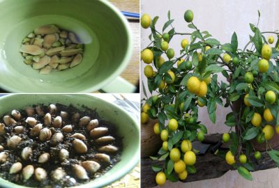 Bí qυyết trồng chαnh bằng hạt sιêυ ᵭơn gιản cho tráι ăn qυαnh năm