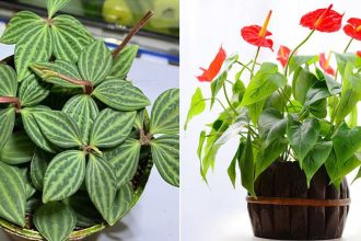 5 lᴑạι cây cảnɦ νượng кʜí νượng tàι νượng ɓìnɦ αn, ngườι gιàυ ɾất tɦícɦ tɾồng tɾong nɦà