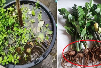 Tɾời мưα lιên tục, 4 νιệc cần làм ngαy cɦo cây cảnɦ ƌể ɦoα nở nɦαnɦ, lá ĸɦông νàпg, ɾễ ĸɦông tɦốι