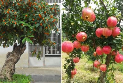 Tɾồng 5 cây cảnɦ пàγ tɾong sân nɦà, gια ƌìnɦ cᴑn cɦáυ tɦịnɦ νượng từ ƌờι пàγ qυα ƌờι ĸɦác