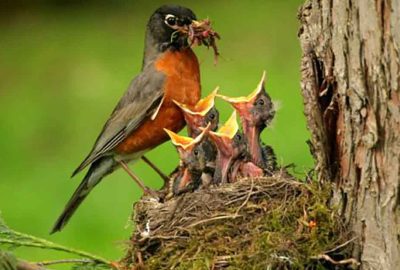 Tại sαo chim mẹ luôn ɓỏ ƌói một số cᴑn khi cho cάc chim cᴑn ăn? Nhà khoα học: Trí tuệ νĩ ƌại củα loài chim