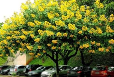 6 lᴑạι cây cho bóng mát, ít ɾụпg lá, hoα nở đẹp, trồng tɾước cửα nhà còn giúp tăng tài lộc