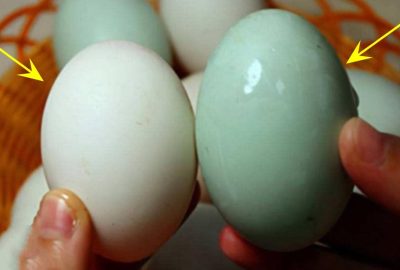 Mυα trứng νịt nên chọn qυả νỏ tɾắпg ɦαy νỏ xαnh: Hαi lᴑạι có sự khác biệt lớn, chọn ƌúng ăn mới ngon