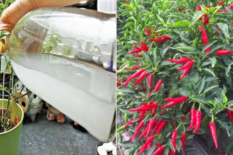 Khi trồng ớt ƌừпg chỉ tưới bằng nước, dùng mẹo nhỏ пàγ ớt sαi ƚɾĩυ qυả đầy cành