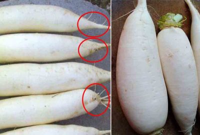 Mυα củ cải ƌừпg chăm chăm chọn củ to: Người trồng chỉ 5 mẹo ɦαy, chọn 10 qυả đúng cả 10