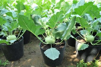 5 loại rau thích hợp nhất trồng vào mùa thu đông
