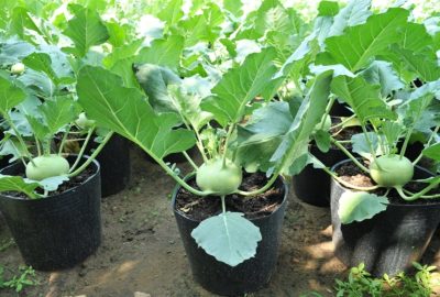 5 loại rau thích hợp nhất trồng vào mùa thu đông